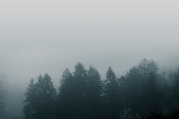 Naklejka premium Mglisty las z koronami drzew sosny