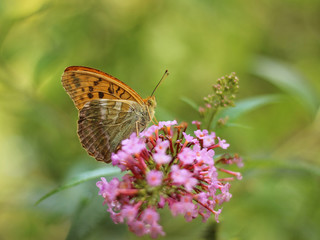 butterfly feeding on Buddleia flower (also known as Butterfly bush, orange eye and summer lilac)