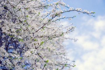 Flowering tree branches in the spring garden.