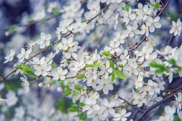 Obraz premium Flowering tree branches in the spring garden.