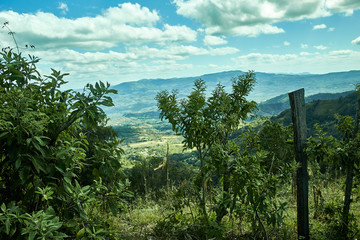 Fototapeta na wymiar landscape of forest and mountains