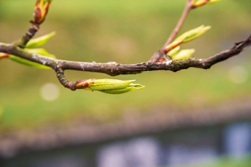 The first leaves on a tree branch in the spring.