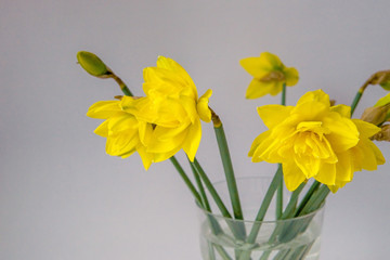 Bouquet of yellow daffodils on a white background.