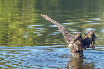a cute black swan flapping two wings above the water trying to fly, Pang Oung, Lake, Mae Hong Son, northern of Thailand.