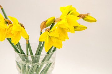 Bouquet of yellow daffodils on a white background.