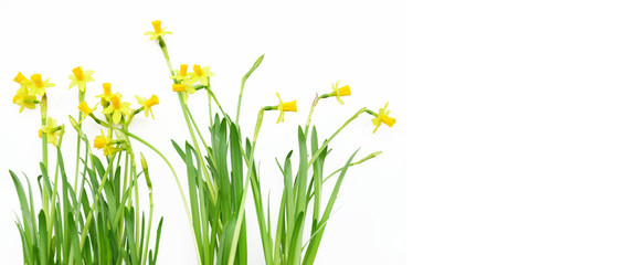 Ostern, Frühling, Osterglocken, Narzissen, Banner, Header, Headline, Textraum, copy space, freigestellt, isoliert, auf weiß