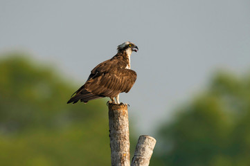 Osprey, Pandion haliaetus, Goa, India.