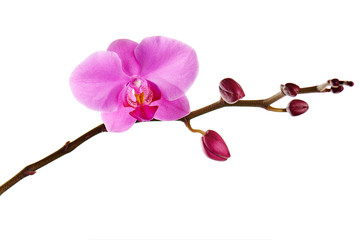 Fototapeta na wymiar Orchids flowers on banch isolated on white.