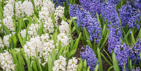 White and blue hyacinths in the garden.