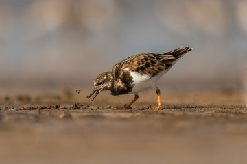 Ruddy turnstone, Arenaria interpres, Akshi, Alibagh, Maharashtra, India.