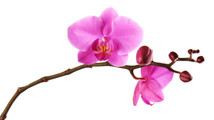 Orchids flowers on banch isolated on white.