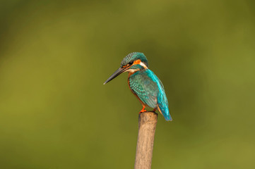 Small Blue Kingfisher, Alcedo atthis, Goa, India.