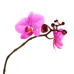 Orchids flowers on banch isolated on white.
