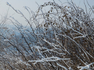 dry plants covered with freshly sparkling snow
