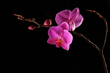 Orchids flowers on banch on black background.