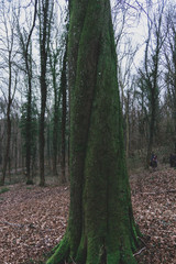 Gros plan gros arbre tordu