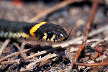 Grass snake, lat. Natrix Natrix. Snakes, the first day of activity after hibernation. Natural habitat