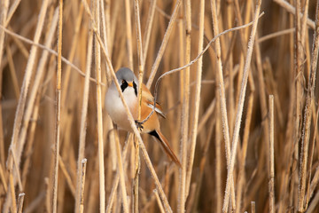 Bearded Tit