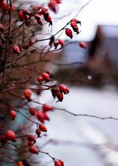 gefrorene beeren am strauch
