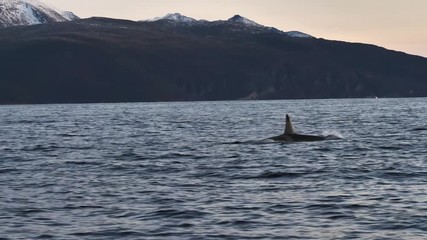 orcas and humpback whales hunting for herrings in the fjords of Norway in winter