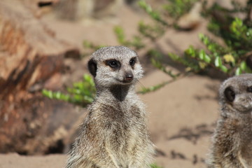 a meerkat closeup in the brown fields in summer