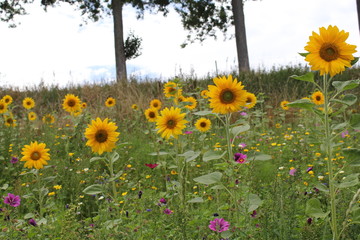 a flower strip with yellow sunflowers and purple herbs in summer