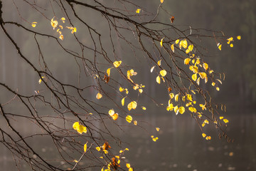 Birch tree branch with few leaves in autumn