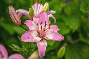 Obraz na płótnie Canvas Blooms pink Lily in the garden