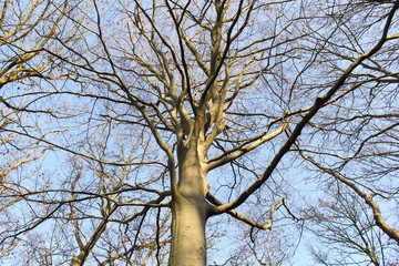 a large bare tree closeup with a light blue background in winter in the forest