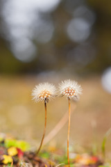 Two dandelion flowers in autumn. The little stars want to fly soon.