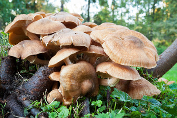Mushrooms growing in yard close-up
