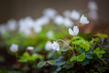 White wildflowers in spring.