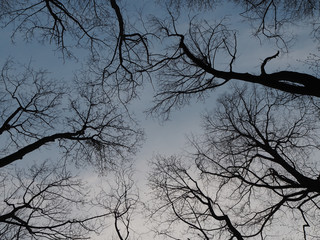 Silhouettes of trees against the sky