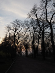Evening alley in the park