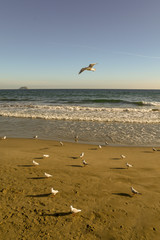 View of a sandy beach with seagulls and island on the horizon over sea, Laigueglia, Liguria, Italy