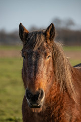 Obraz premium Belgian horse