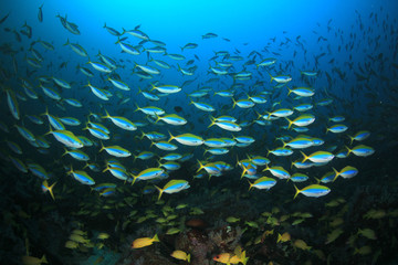 Tuna and sardines fish in ocean