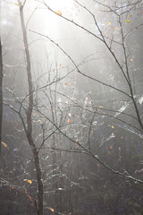 Sunlight and fog in forest tree branches