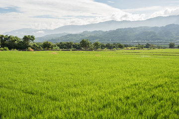 green paddy farm
