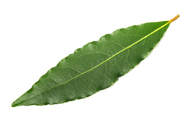 Fototapeta na wymiar laurel leaf