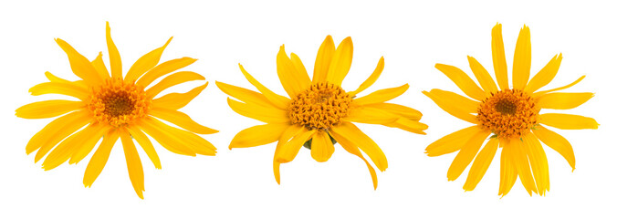 Arnica montana flowers