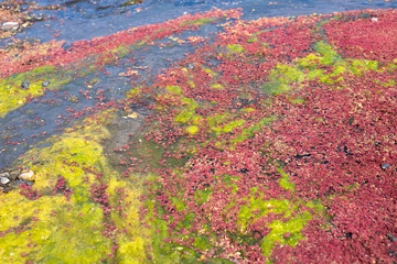colorful red azolla