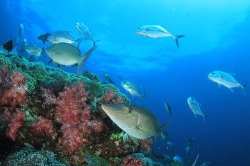Tuna and sardines fish in ocean
