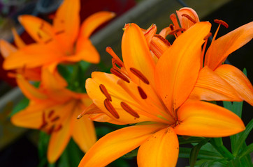 Flower Orange Lirio