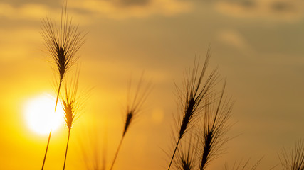 Sunset in the cornfield.