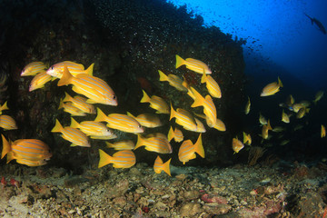 Fish on underwater coral reef 