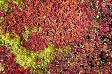 colorful red azolla