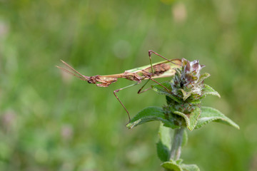 Praying Mantis Nature