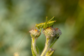  Grasshopper Flower Nature