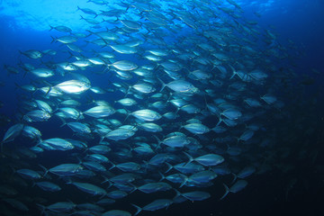 Fototapeta premium Tuna and sardines fish in ocean